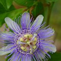 Passiflora incarnata (2)